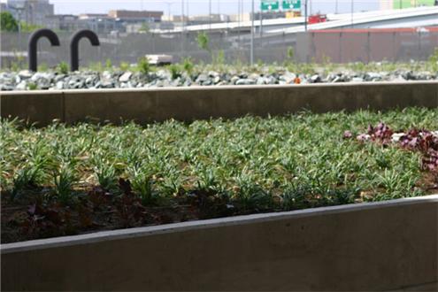 Green Roof Green Roof