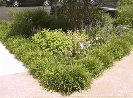 Garden Garden