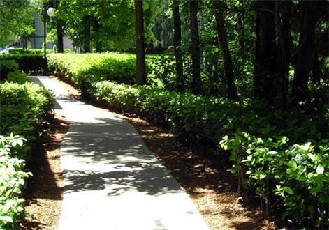 Wooded paths Wooded paths